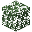 Spruce Leaves
